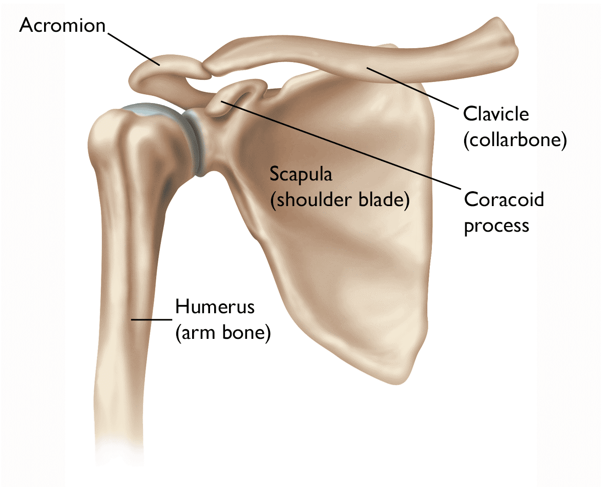 The components of a healthy shoulder joint.