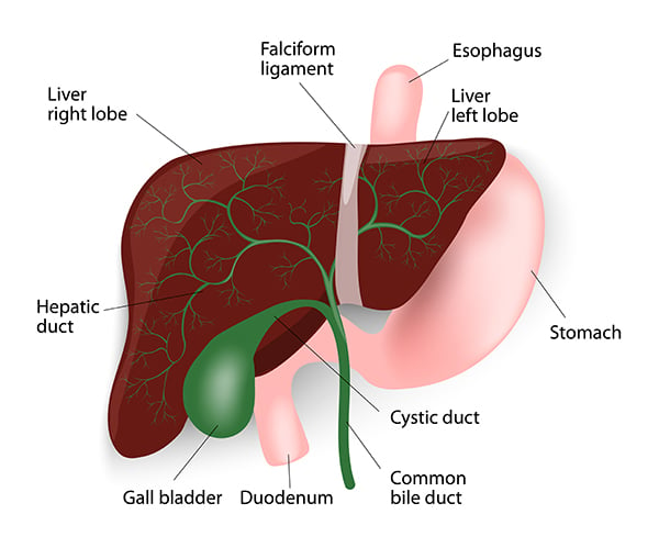 Bile Duct Tumours