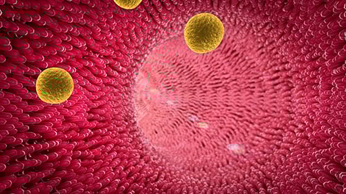 The Link Between Liver And Cholesterol The Link Between Liver And Cholesterol