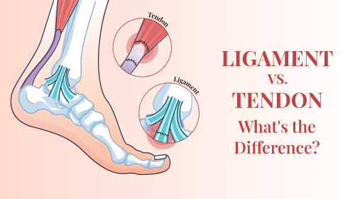 Difference between tendons and ligaments
