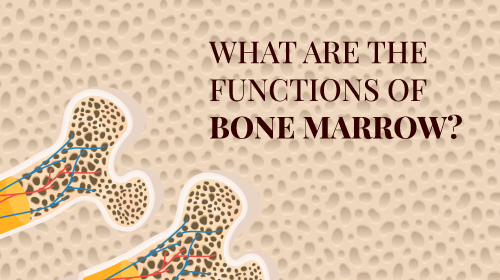 Bone Marrow & The Functions