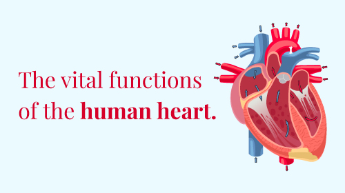 What is the function of the heart