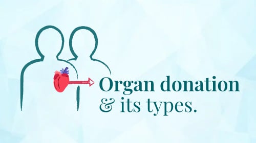 Organ Transplantation: Process, Types, and Donor Information Organ Transplantation: Process, Types, and Donor Information