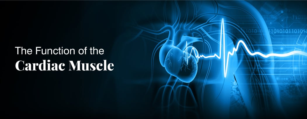 What is the Specific Function of the Cardiac Muscle? What is the Specific Function of the Cardiac Muscle?