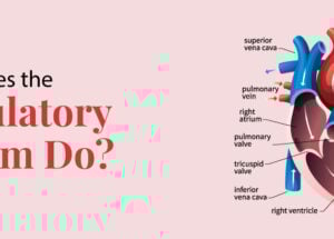 Navigating the Body’s Superhighway: Exploring What the Circulatory System Does