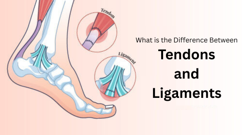 What is the Difference Between Tendons and Ligaments