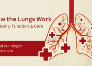 How the Lungs Work: Anatomy, Function & Care