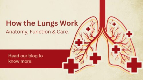 How the Lungs Work: Anatomy, Function & Care