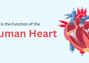 What is the Function of the Heart
