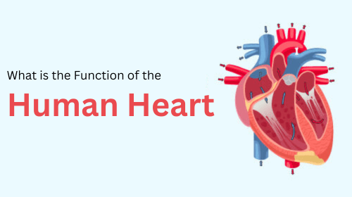 What is the Function of the Heart What is the Function of the Heart