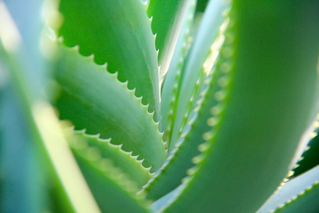 Aloe Vera to Increase Platelet