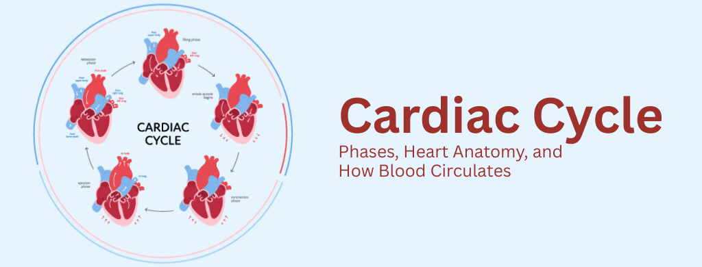 Cardiac Cycle: Phases, Heart Anatomy, and How Blood Circulates Cardiac Cycle: Phases, Heart Anatomy, and How Blood Circulates