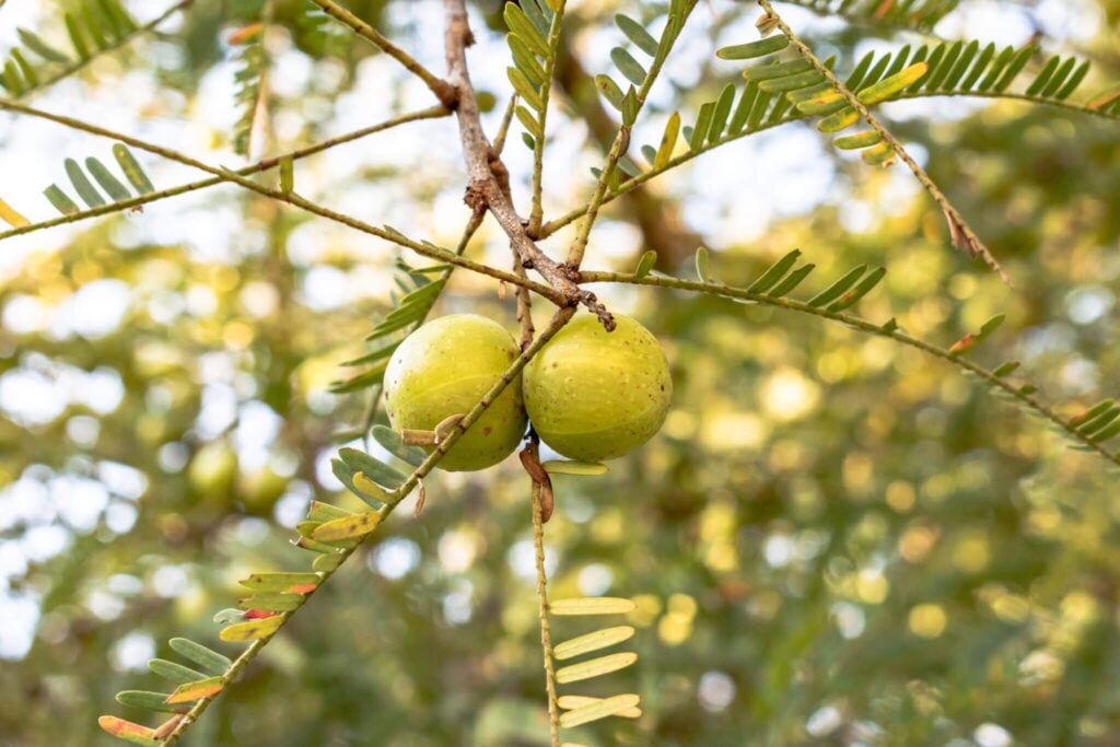 Gooseberry for thrombocytopenia
