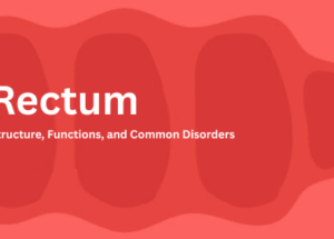 Rectum: Structure, Functions, and Common Disorders
