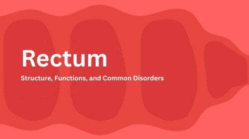 Rectum: Structure, Functions, and Common Disorders Rectum: Structure, Functions, and Common Disorders