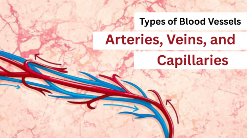 Types of Blood Vessels: Arteries, Veins, and Capillaries Types of Blood Vessels: Arteries, Veins, and Capillaries